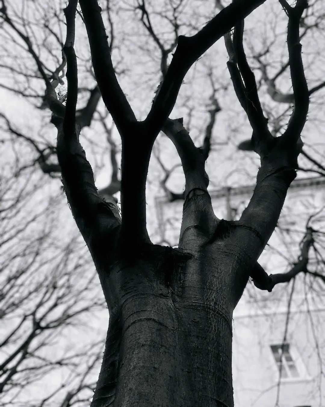 Albero d'inverno