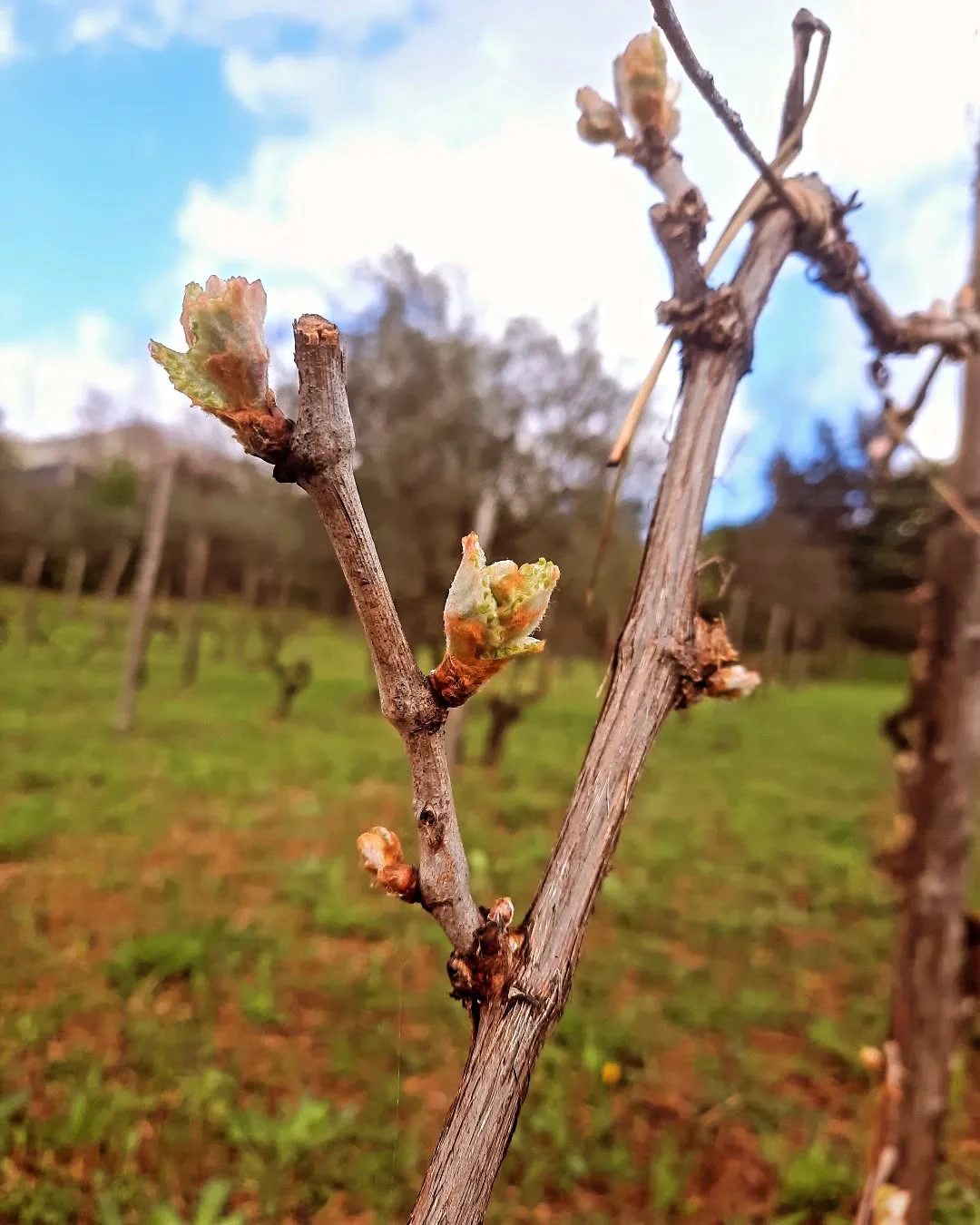 Gemme di primavera