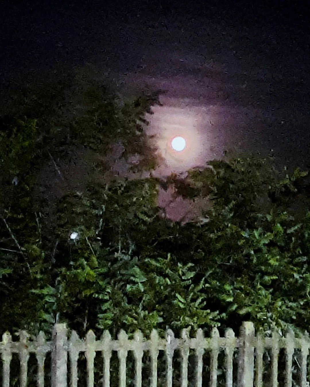 Luna tra gli alberi