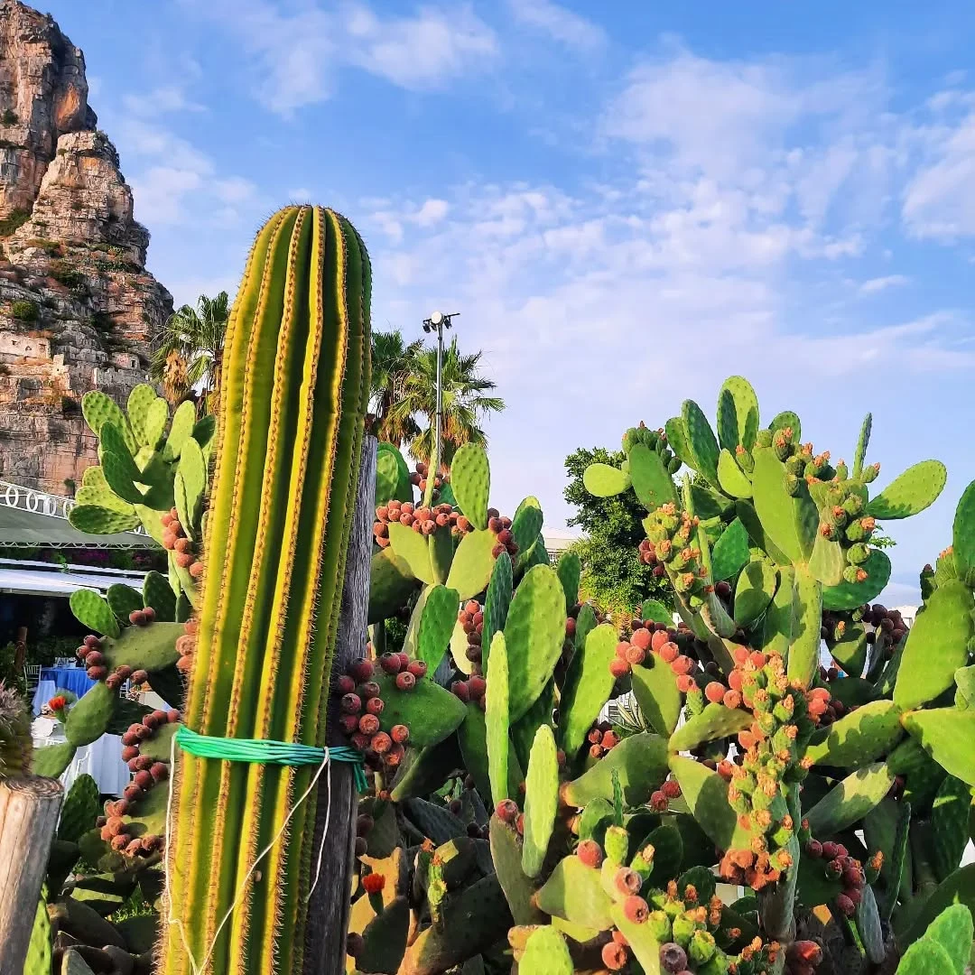 Cactus